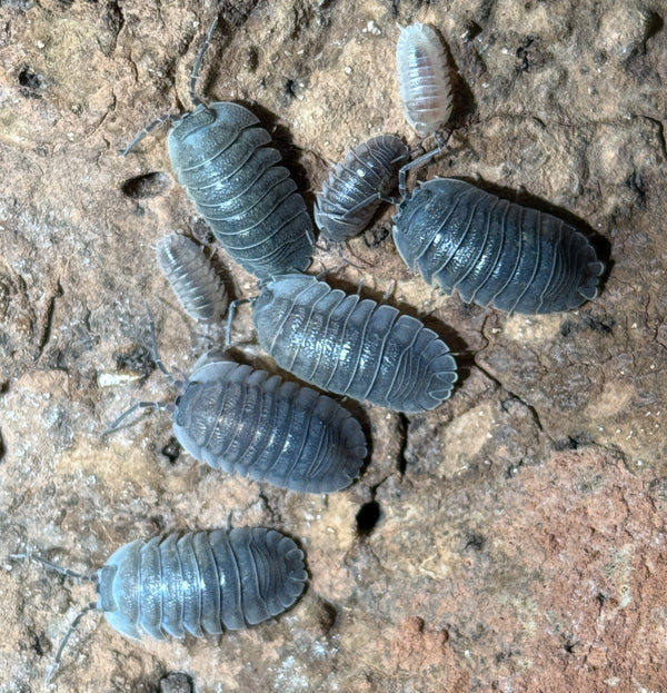 Armadillidium pallasii