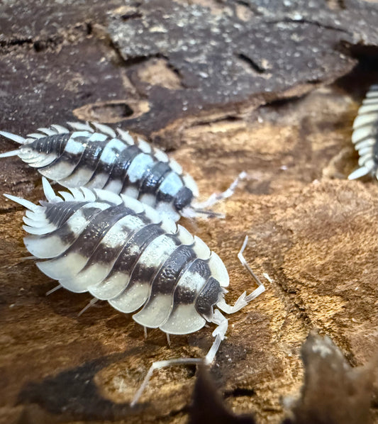 Porcellio expansus ‘white’