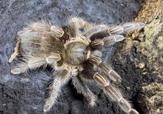 Aphonopelma seemanni