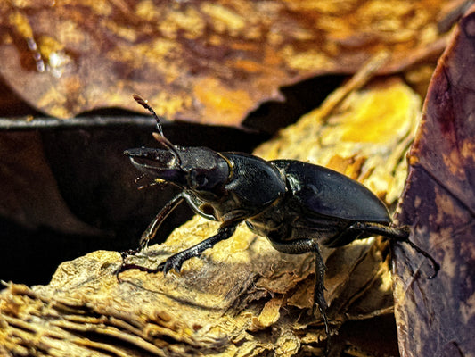 Smooth stag beetle (LARVAE ONLY)