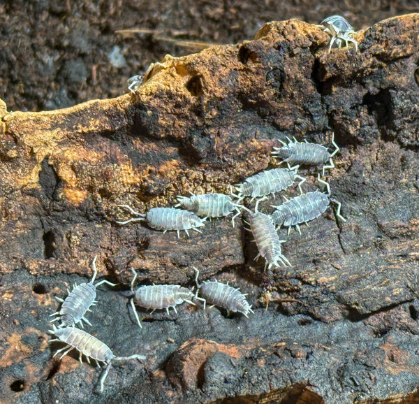 Porcellionides pruinosus ‘Oreo’