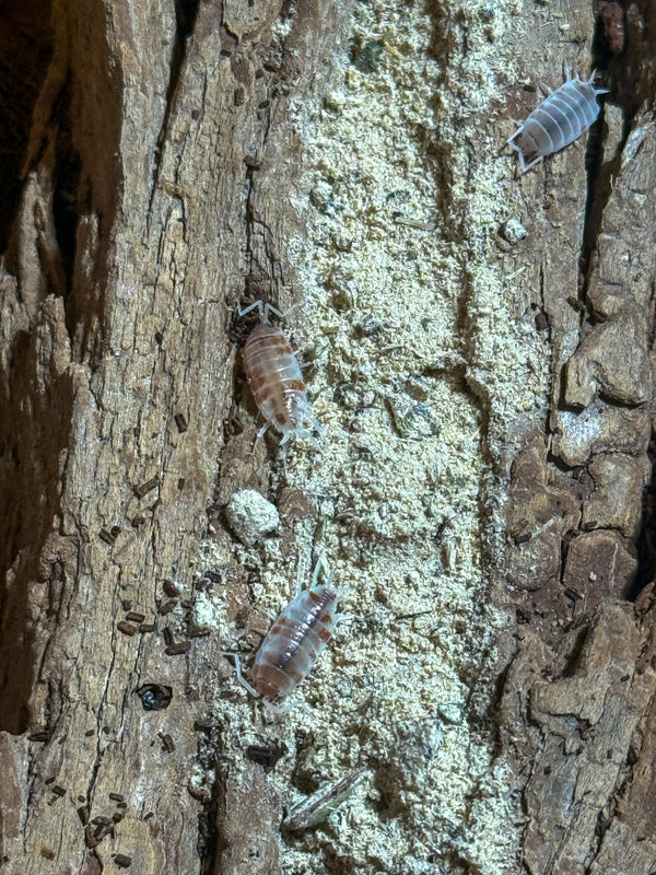 Porcellionides pruinosus ‘Orange Cream’