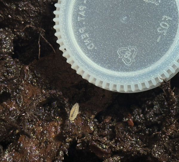 Trichorhina tomentosa