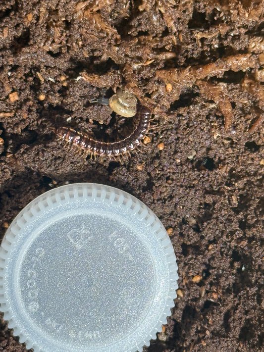 Greenhouse millipedes (Oxidus gracilis)