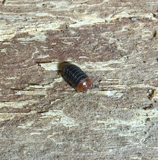 Armadillidium flavoscutatum ‘red head’