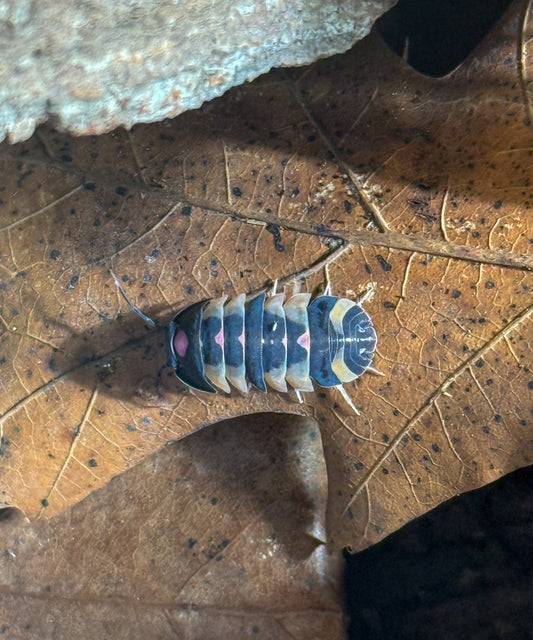 Ardentiella sp. ‘pink Lambo’