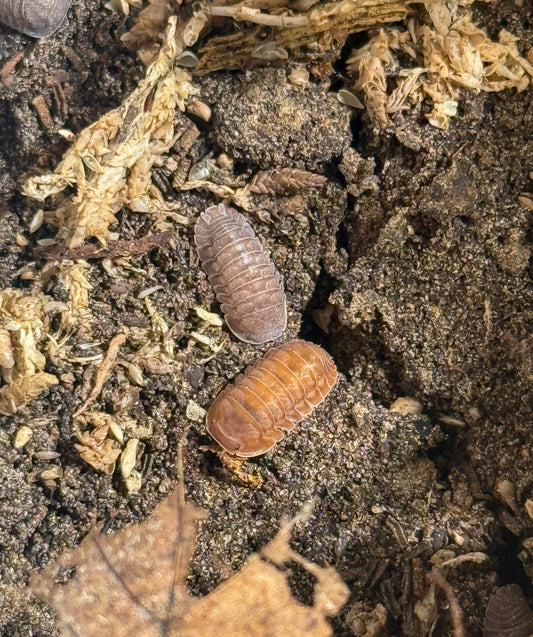 Cubaris sp. ‘Martinique Lava’