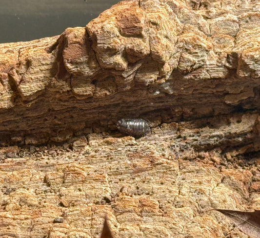 Armadillidium coryraceum