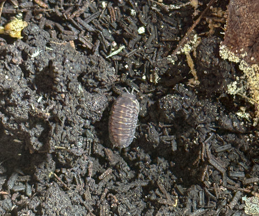 Cubaris sp. ‘Platin Tung Sung’