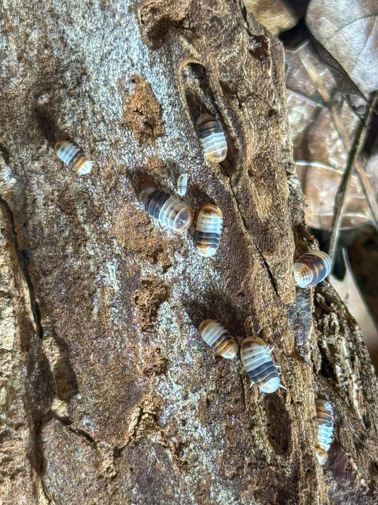 Cubaris sp. ‘White Shark’