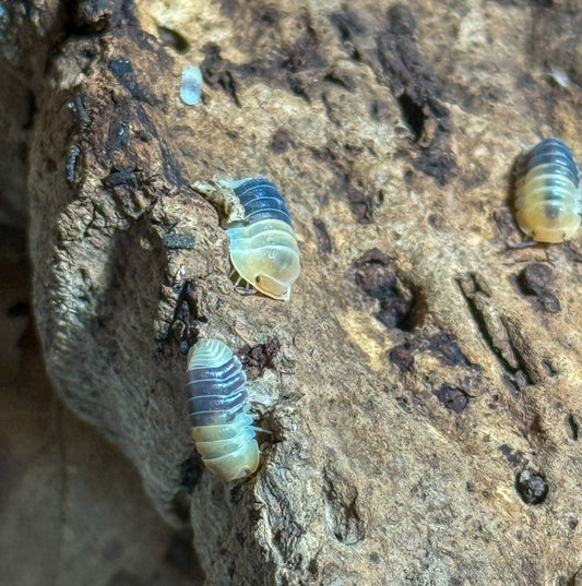 Cubaris sp. ‘Rubber Bee’