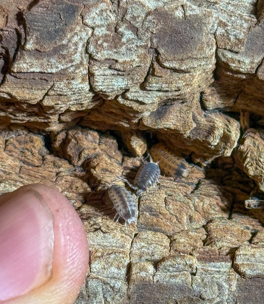 Porcellio vulcanius