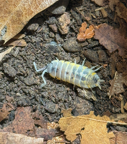 Porcellio ornatus ‘Witches Brew’