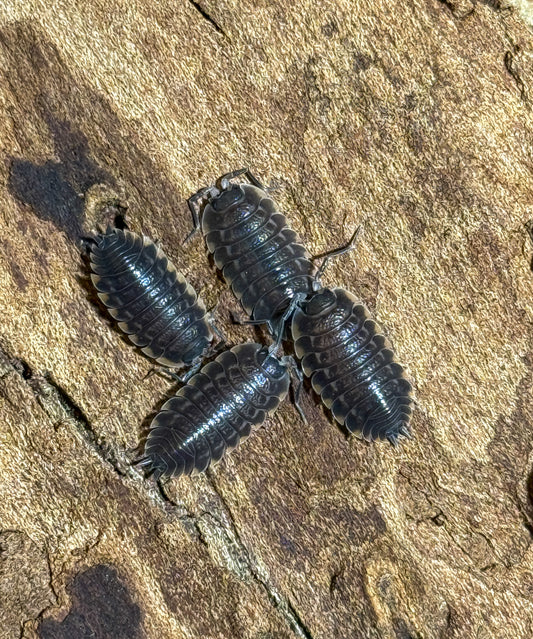 Trachelipus caucasius