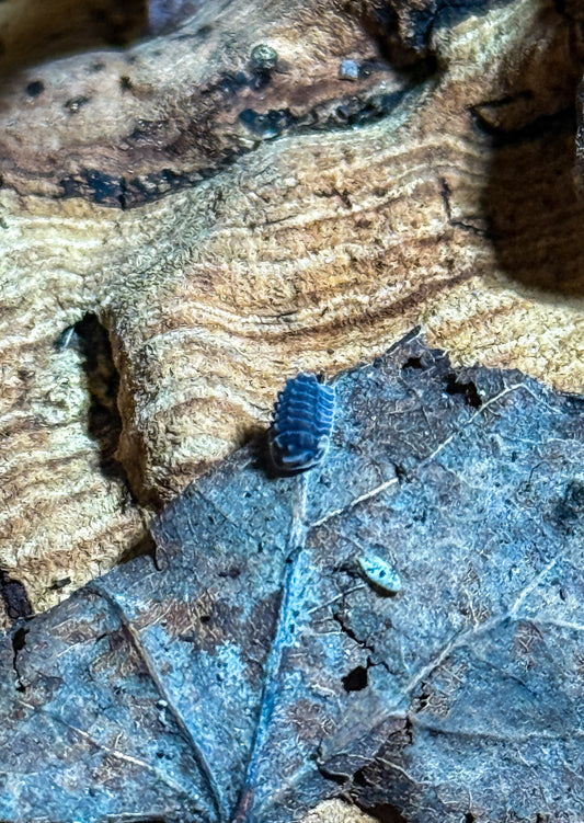Isopoda sp. ‘Shiny Gator’