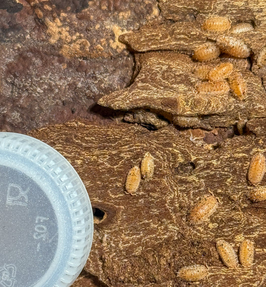 Agabiformius lentus ‘Persimmon’