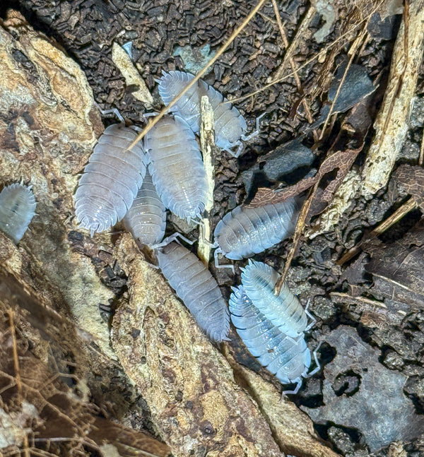 Porcellio incanus ‘Baeticensis Violet’