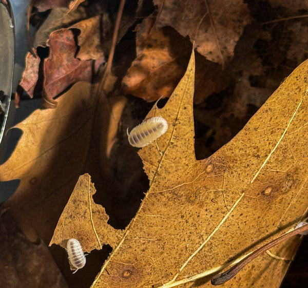 Nesodillo sp. ‘yeti’