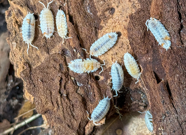 Porcellio scaber ‘Orange Dalmatian’