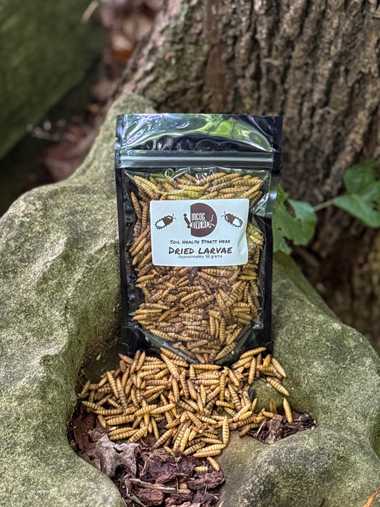 Dried Larvae