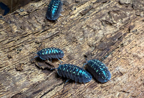 Armadillidium depressum