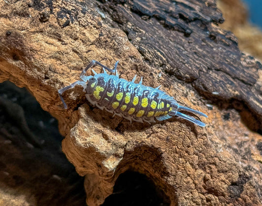 Porcellio haasi