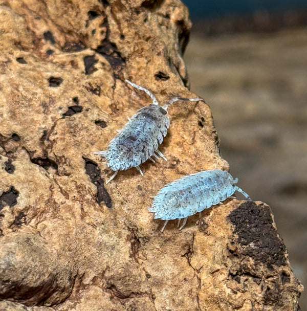 Porcellio scaber ‘Dalmatian’