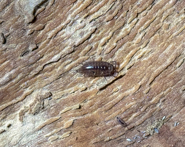 Atlantoscia floridana