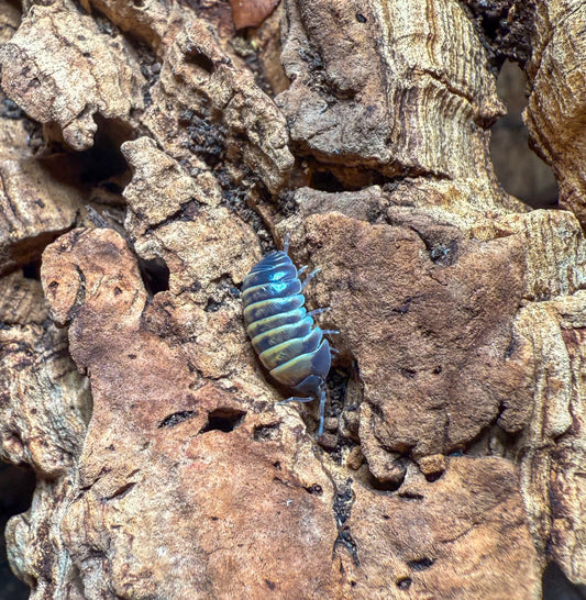 Armadillidium badium ‘casteldaccia’