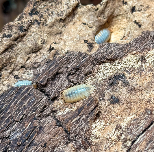 Porcellio laevis ‘Cali mix’