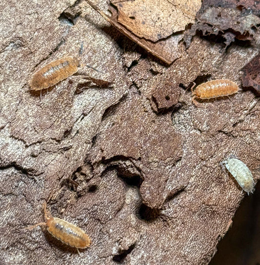 Porcellio scaber ‘Lemonade’