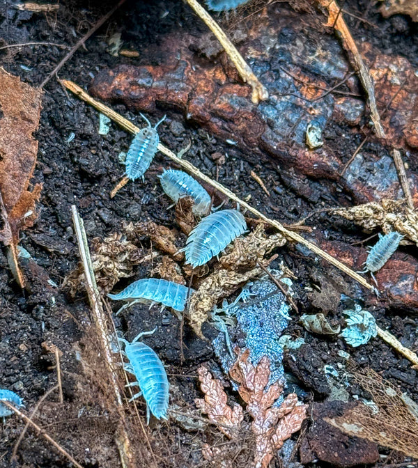 Procellio laevis ‘white’