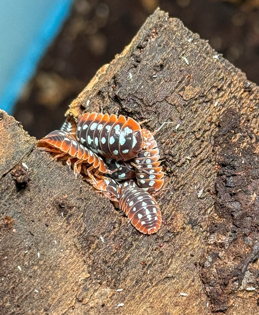 Armadillidium klugii ‘Dubrovnik’
