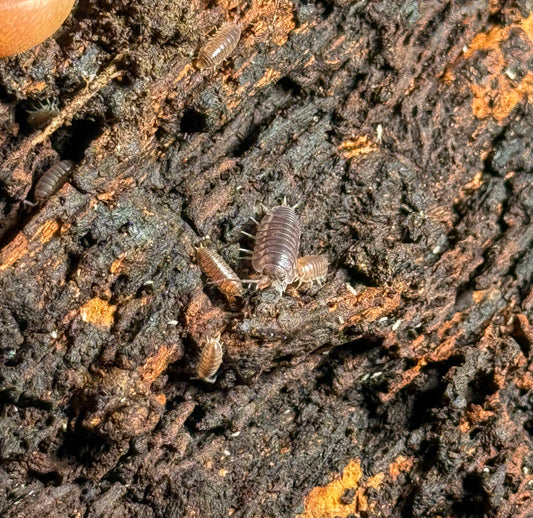 Cylisticus convexus