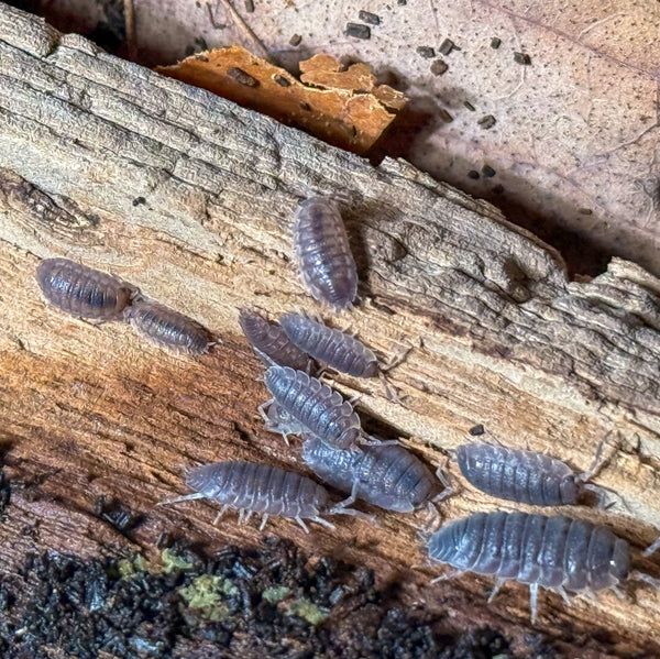 Porcellio scaber ‘Rough Grey’