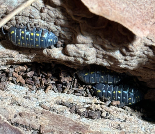 Armadillidium frontetriangulum
