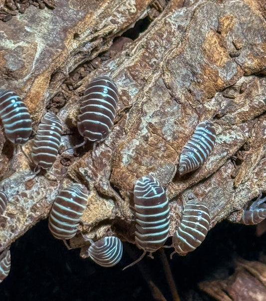 Armadillidium maculatum ‘chocolate’