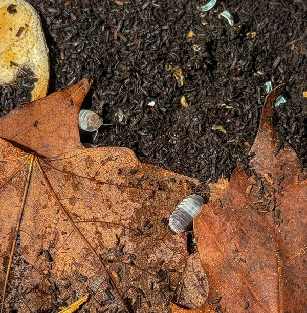 Cubaris sp. ‘Panda King’