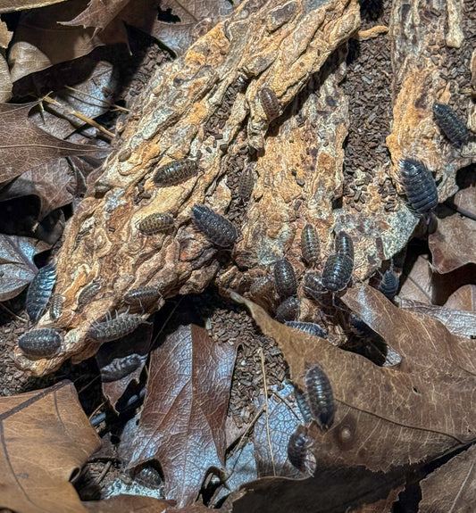 Porcellio flavomarginatus ‘Crete’