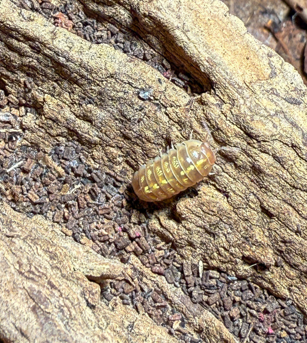 Armadillidium vulgare ‘T+ albino’