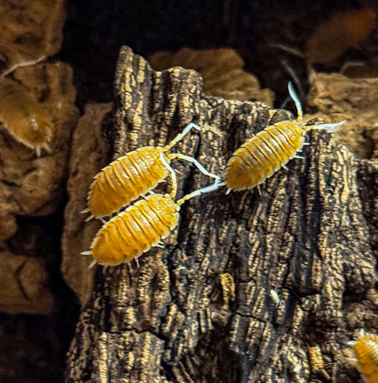 Porcellio magnificus
