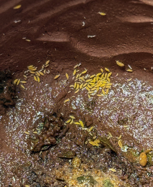 Albino Lilac Springtails