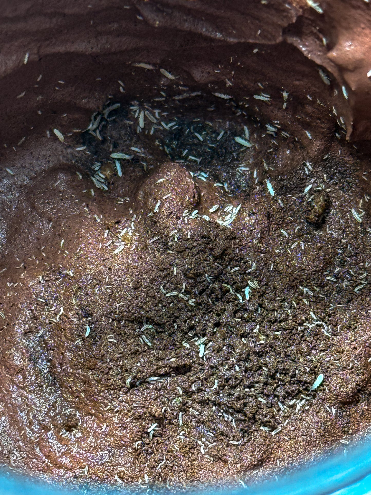 Tropical White Springtails