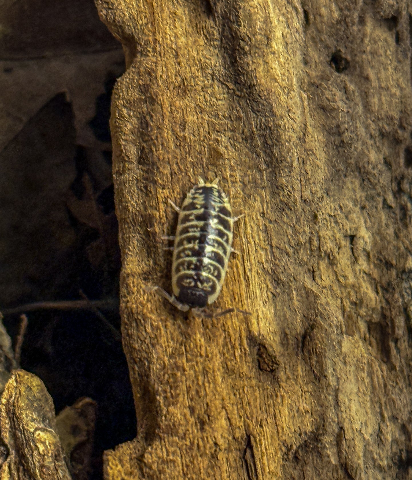 Porcellio ornatus