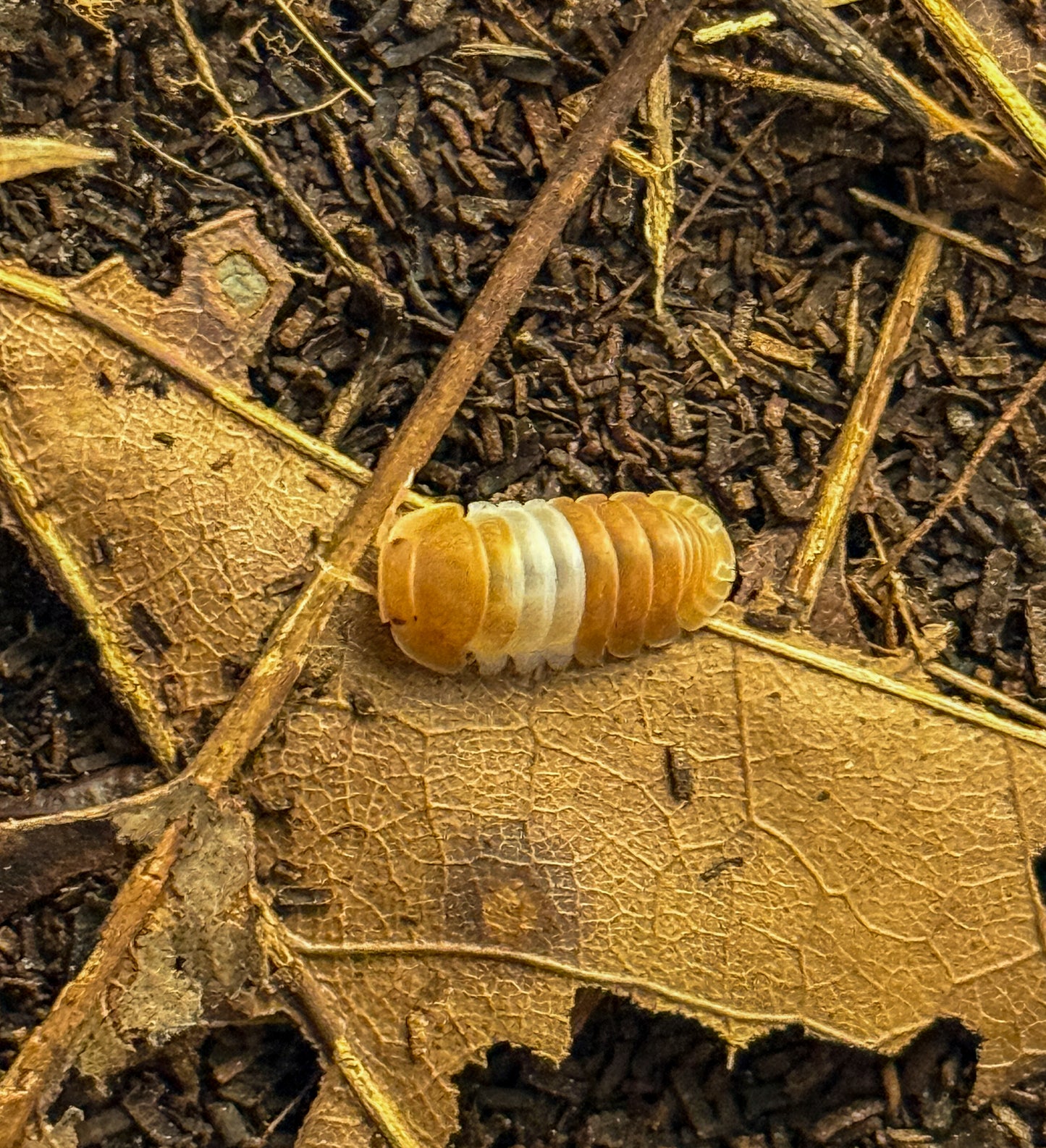 Cubaris sp. “red panda king”