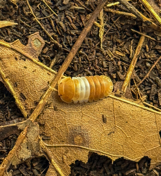 Cubaris sp. “red panda king”