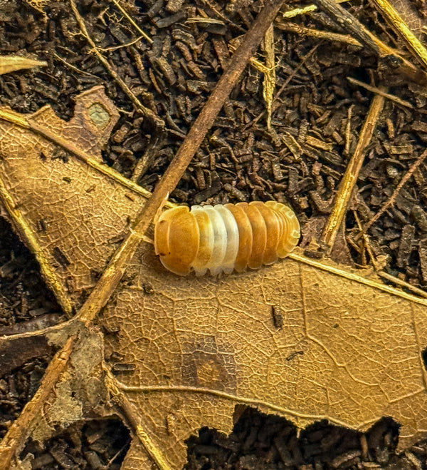 Cubaris sp. “red panda king”
