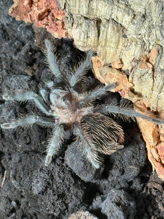 Tliltocatl verdezi (Mexican rose grey)