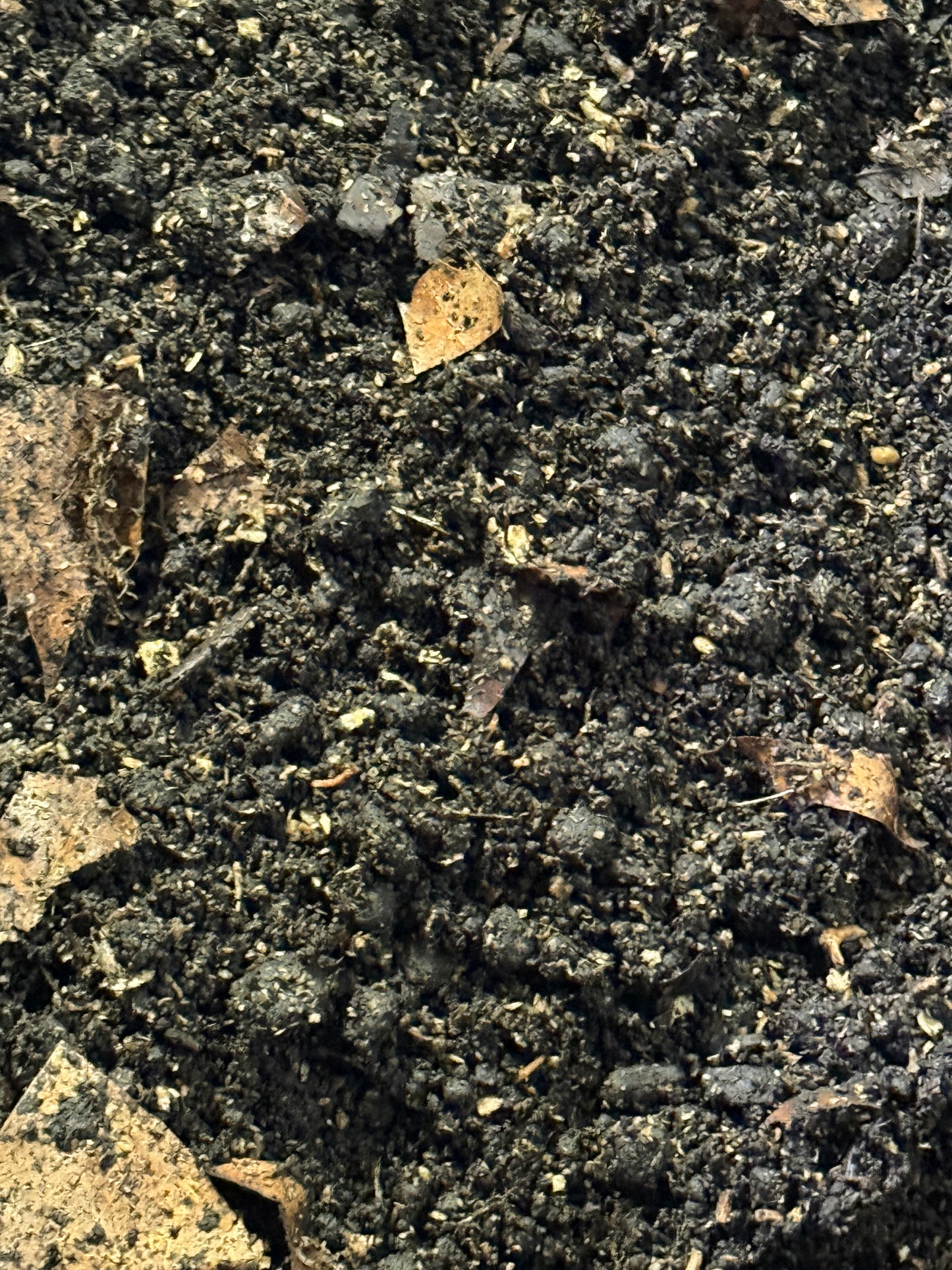 DIRT — the perfect substrate for isopods, millipedes + beetles (Small Bag)