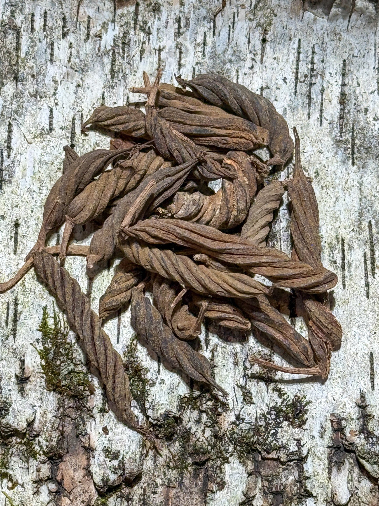 Spiral Pods (10 pack)